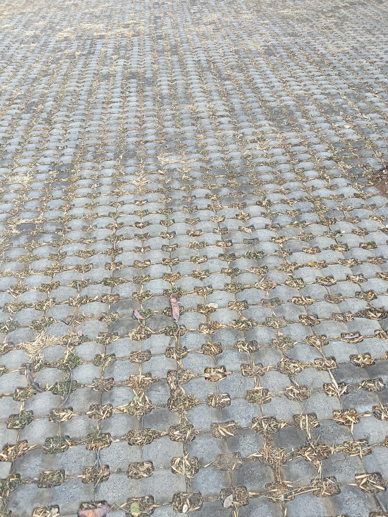 漫步在秋日的林荫小道上，落叶铺满脚下的路。