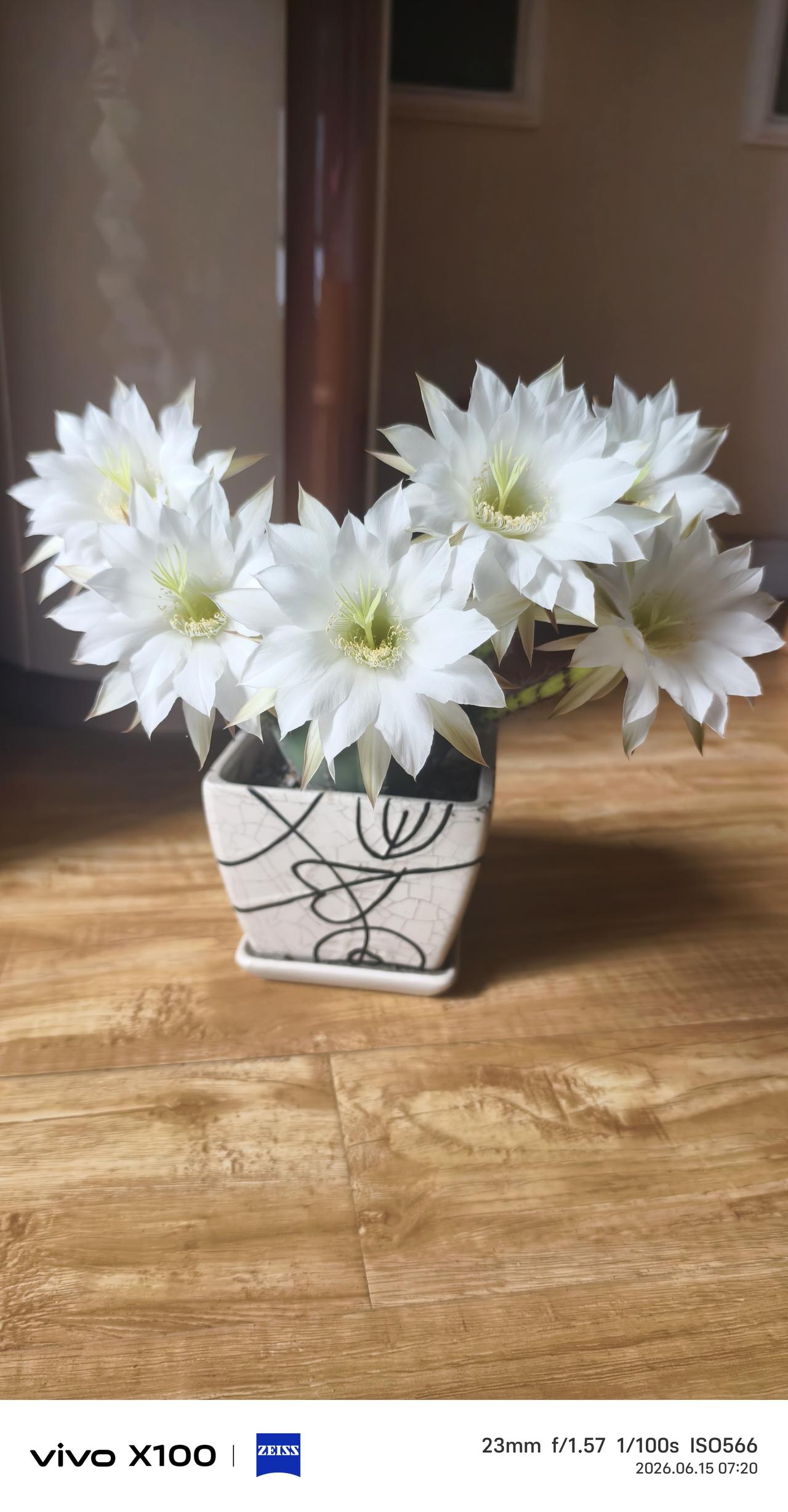 早晨起来仙人球开花了，一次性开六朵白花，是六六大顺、苦尽甘来、家宅兴旺、六福临门