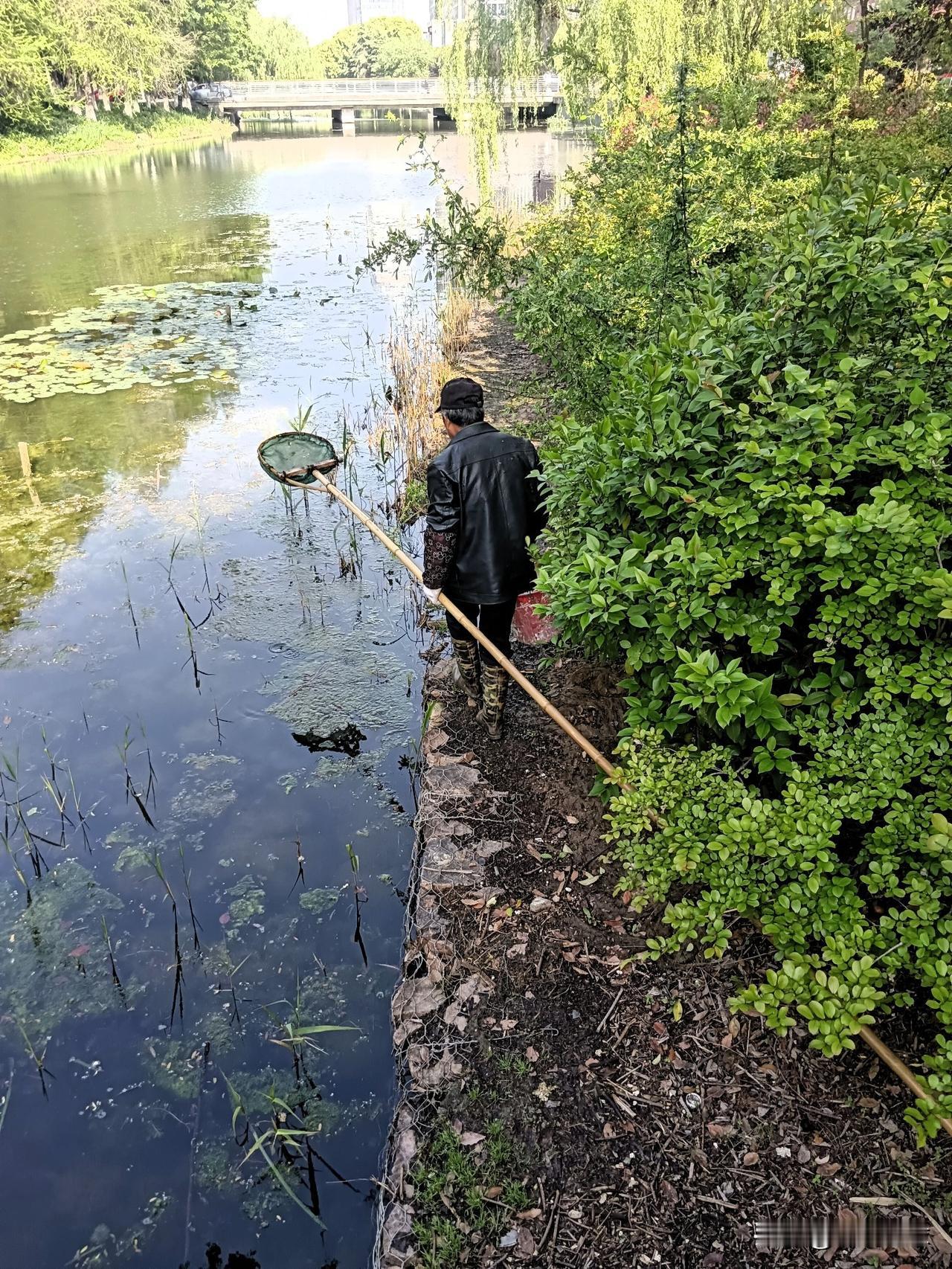 今早路过河边，看见这位大爷长杆捞网伸到水里，一点一点地把水面上的脏东西、浮萍啥的