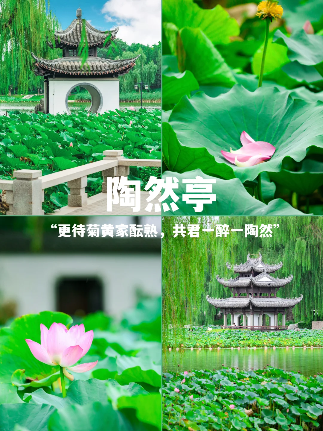 2块钱买不到的快乐！不是西湖是陶然亭🪷