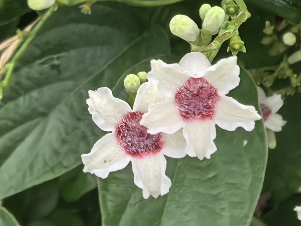 惊艳的白色花朵，红心点缀，自然之美！🌸💕