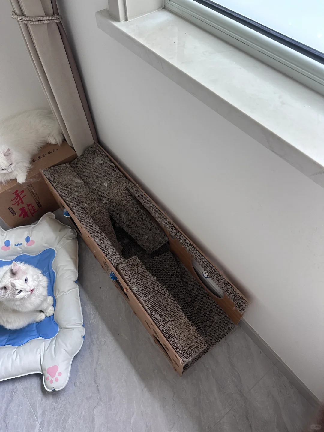 大家的布偶都玩什么样的猫抓板？
