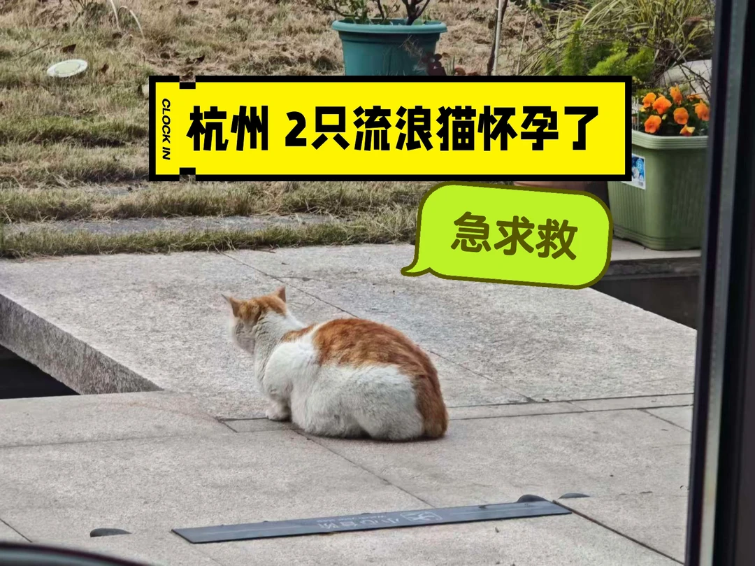 杭州萧山2只怀孕流浪猫，求救连个窝都没有，生在草地宝宝必死无疑[哭惹R...