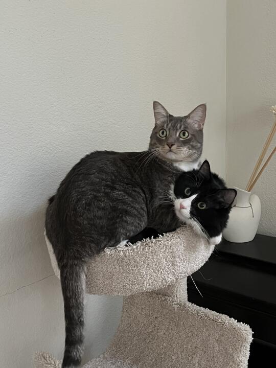 双头猫重现江湖