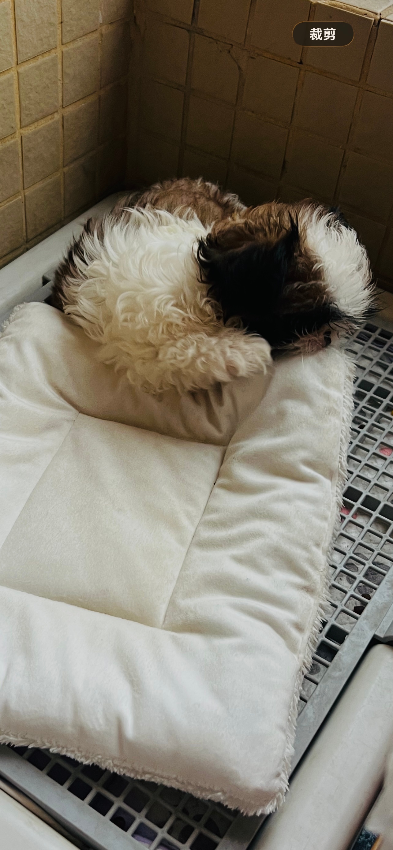 🐶每次我说“上厕所”，它跑到垫子上就能拿到零食，于是它或许把厕所当成食堂和玩乐
