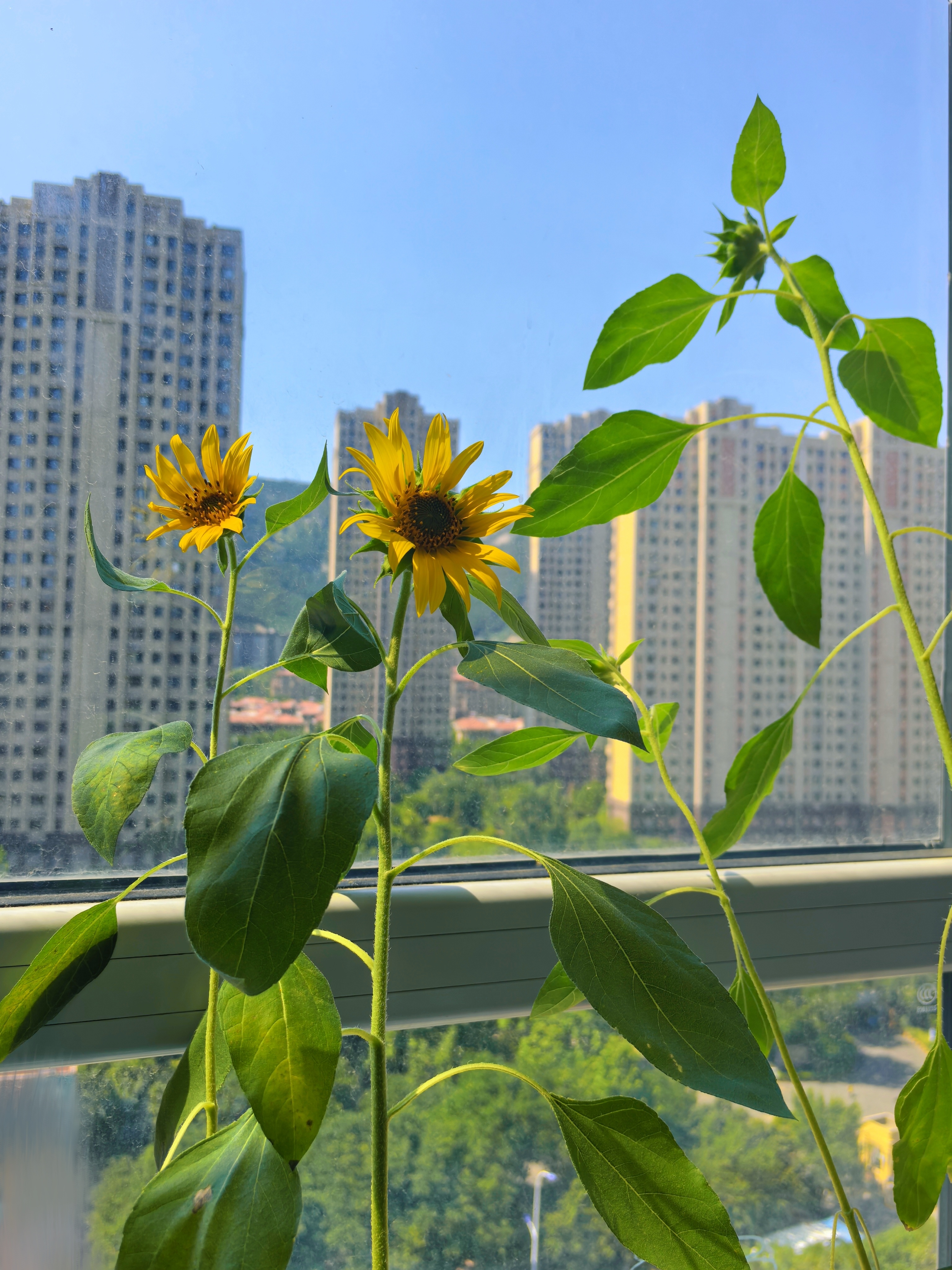 没想到块八毛的植物盲盒竟然真的让我种活了🌻 