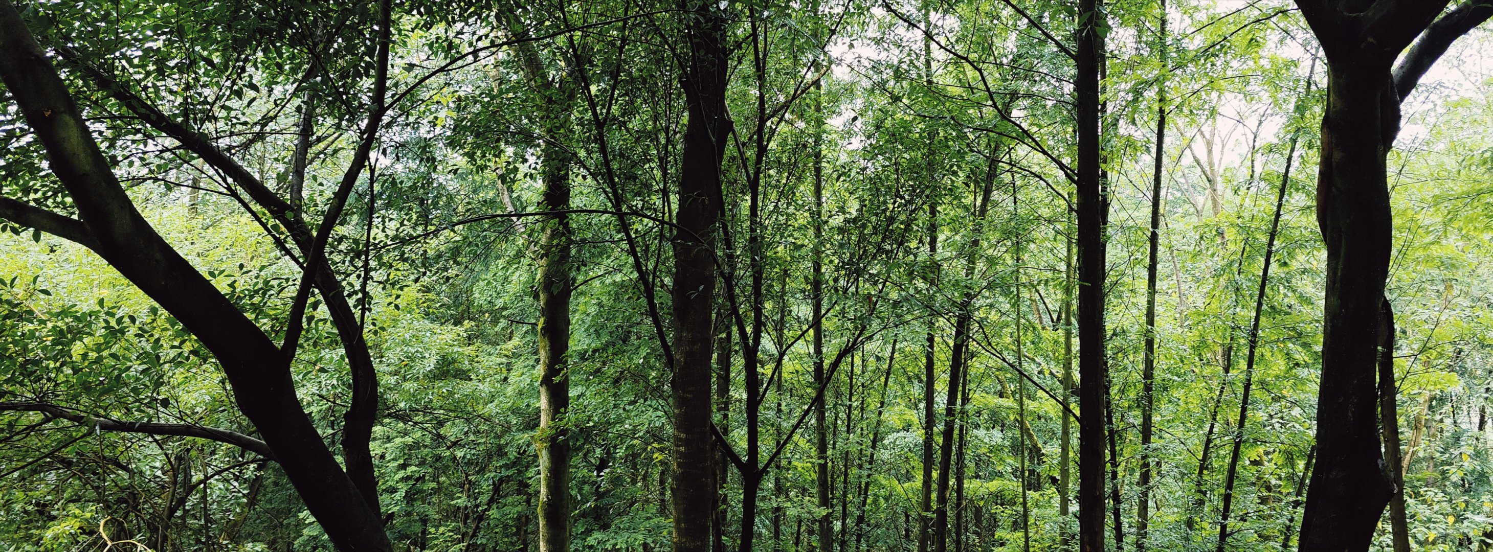 雨后森林的静谧之美走进雨后的森林，感受大自然的宁静与清新。每一片叶子都闪烁着雨水