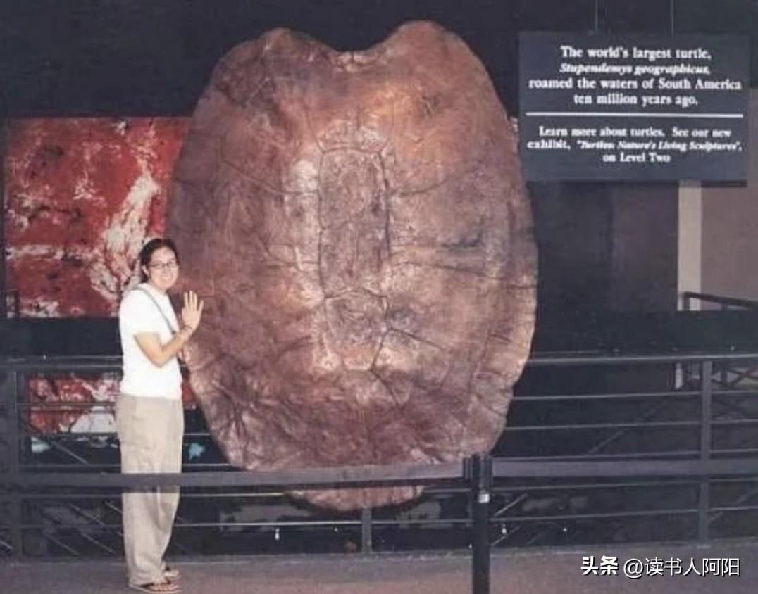 1000万年前的海龟壳告诉你为什么那时候的地球人类无法诞生！
因为即便是一只普通