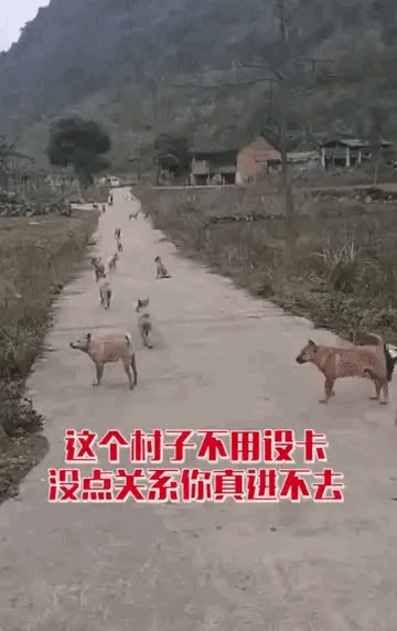 图1：也不知道谁走漏了我要回村的消息，现在好了，直接把村里的安保系统整瘫痪了。