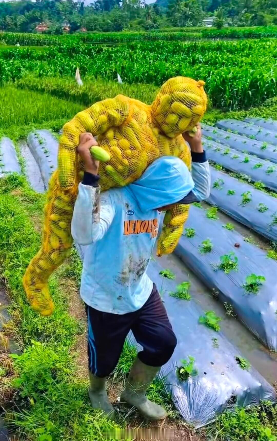 这袋子是正经地方买的吗？ （