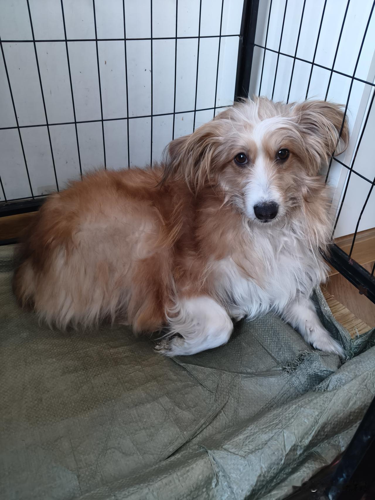 壮壮难受，吐了