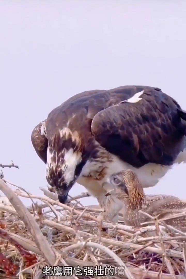 一只老鹰出现在鸟巢中保护着小鸟。老鹰用它强壮的嘴巴轻轻将食物送入小鸟的口中，小鸟
