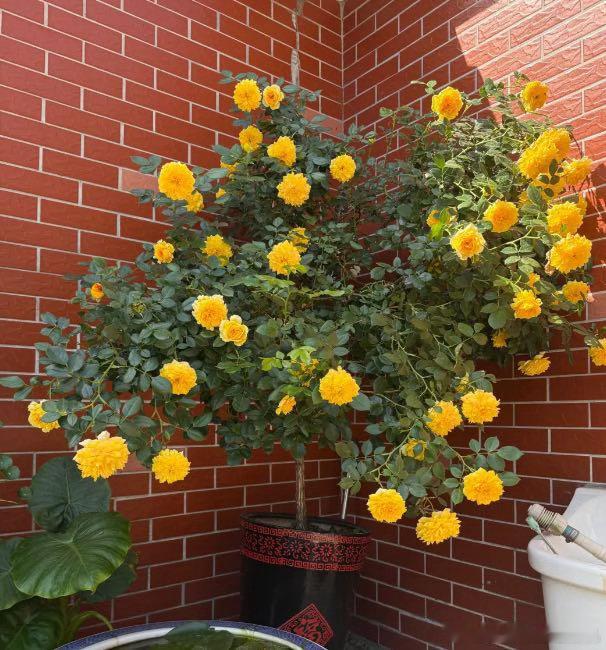 傻傻分不清是月季还是菊花月季cos完烟花又cos菊花 “烟花波浪”的单朵花期，从