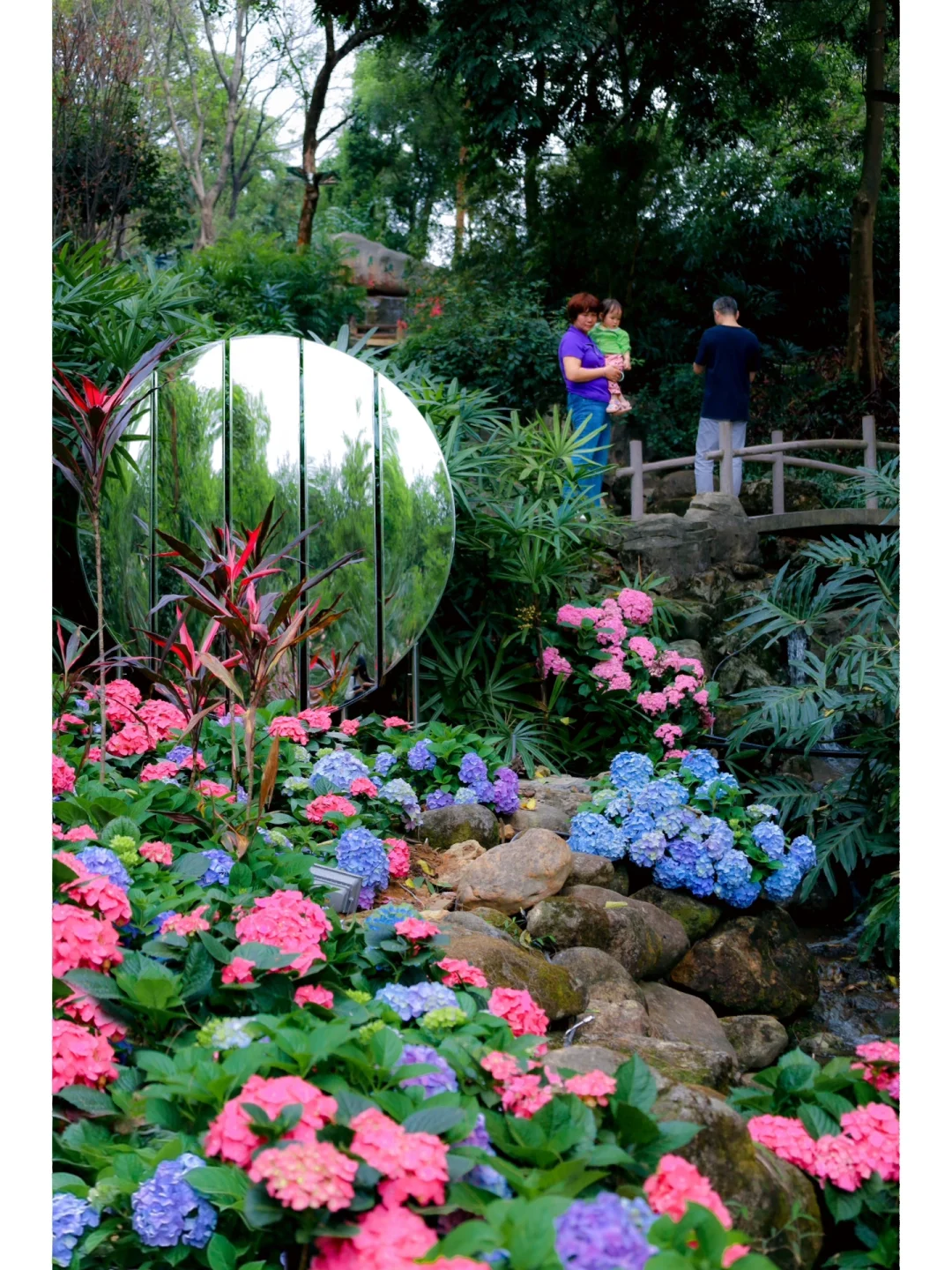 绣球花太好看啦！广州的公园是懂浪漫的🌸