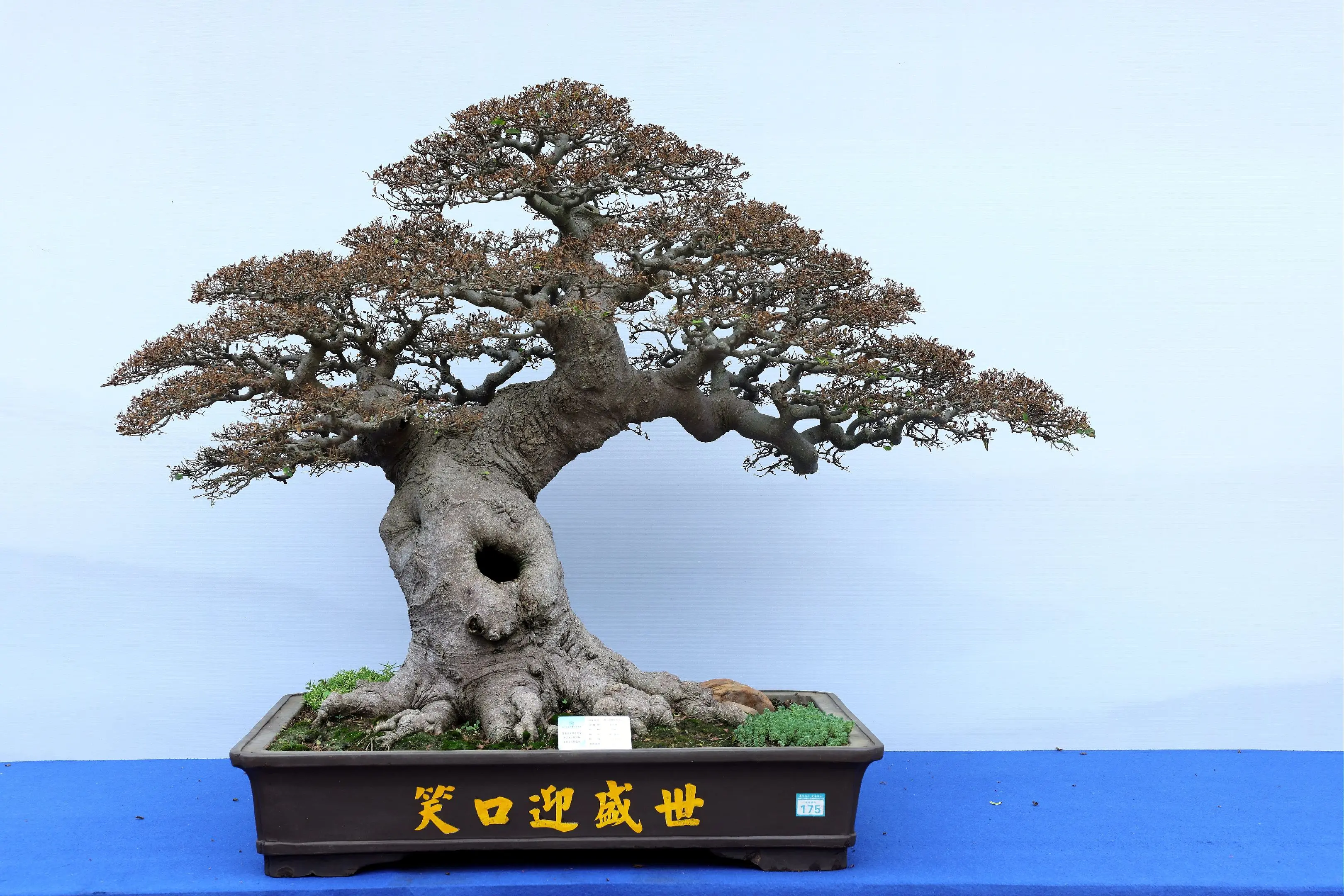 精品盆景 盆景欣赏交流 茂名 盆景收藏爱好者
