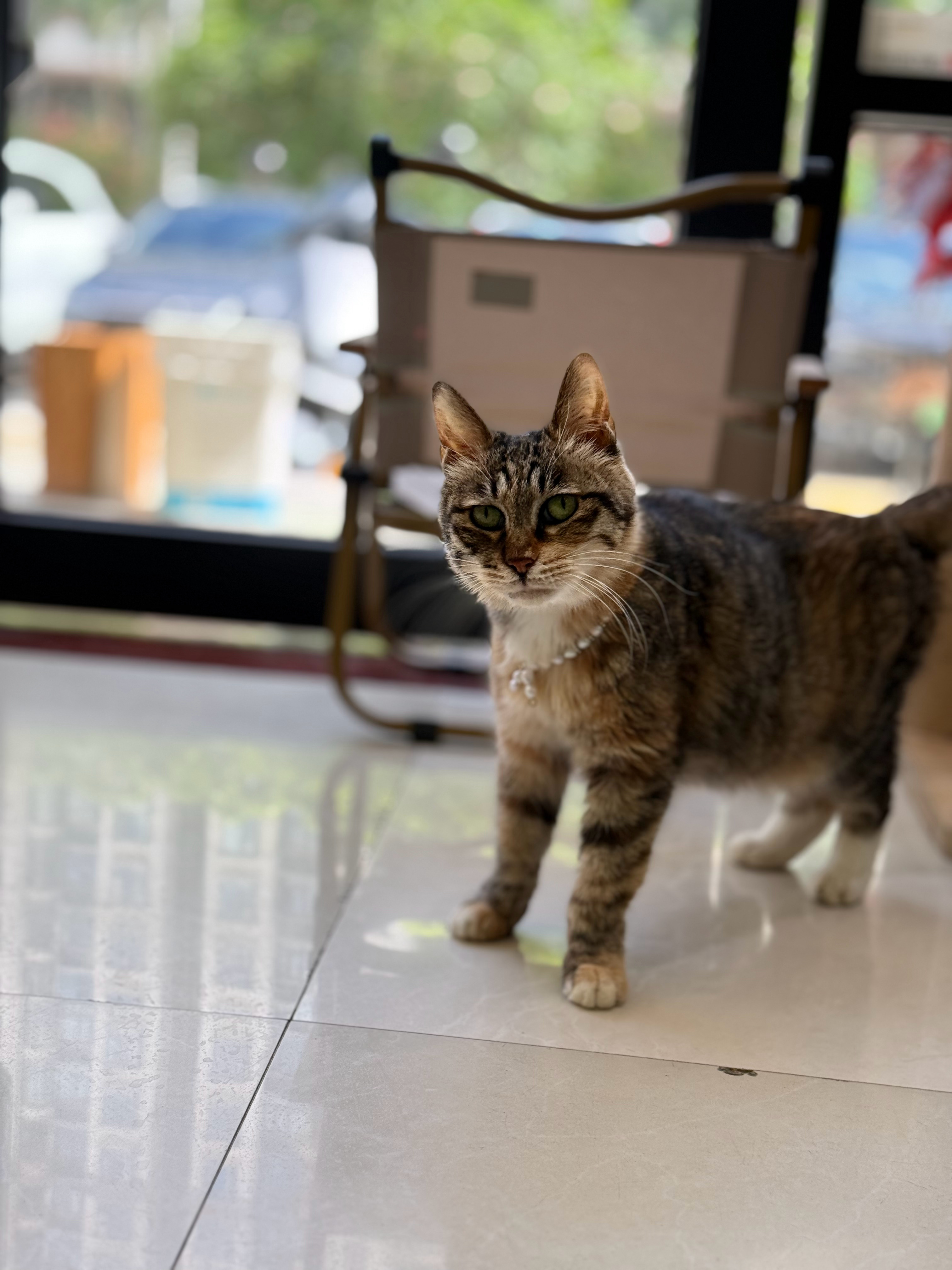 小猫脸上写满拒绝阿狸老奶奶给你展示什么叫秒拉下脸。。。 