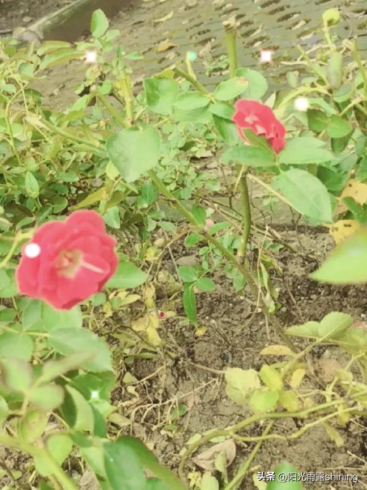 夏日生活打卡季今天周日，红色的月季花开了，大雨刚停，气温降了一些，知了一声一声鸣