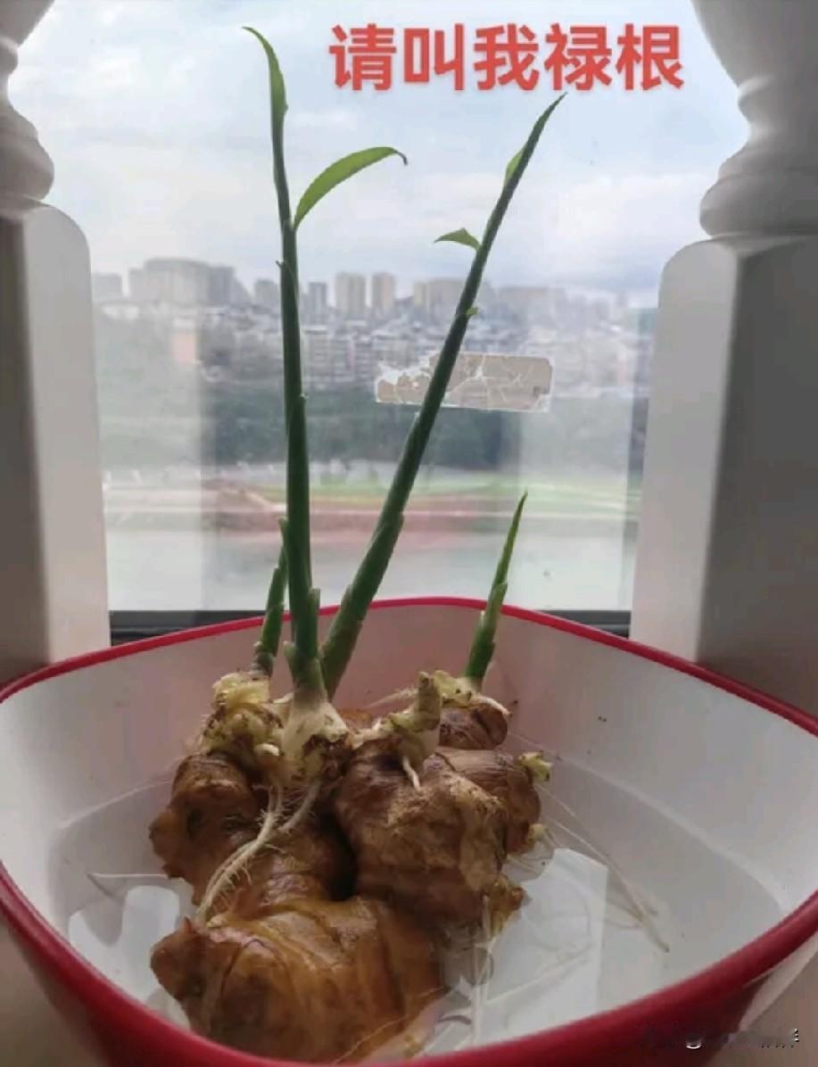 别再傻傻养花了！有经验的人都在养它，去霉增运，寓意超级吉利！

很多人家里都喜欢
