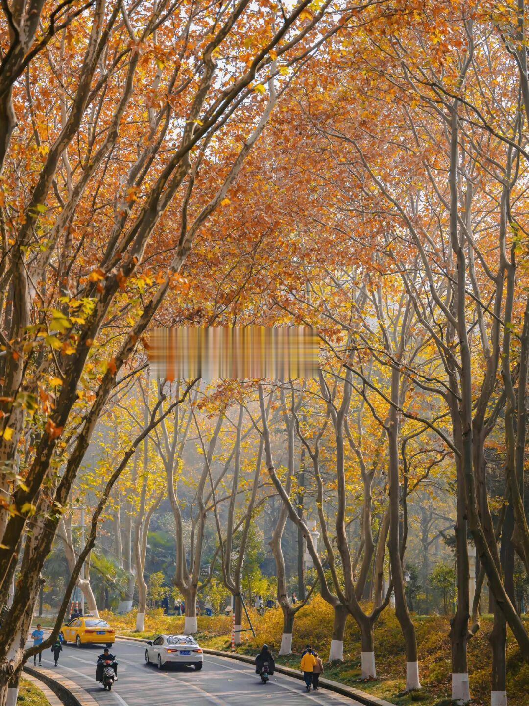 一到秋天🍂 南京就美成了金陵