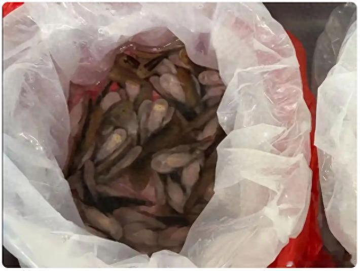 近日，罗湖海关查获进境旅客裙内藏匿活体平鳍鳅科鱼229条。看似荒诞的走私手法背后