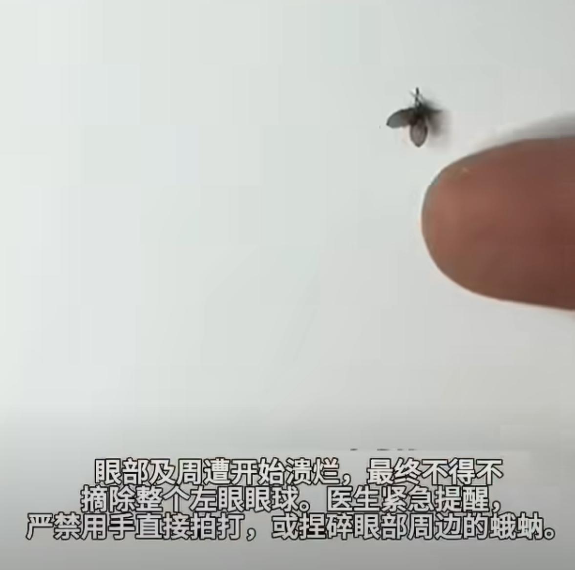 深圳吴先生遇上这事，光听着就让人头皮发麻。一只蛾蚋，就是卫生间墙角那种灰扑扑毛茸