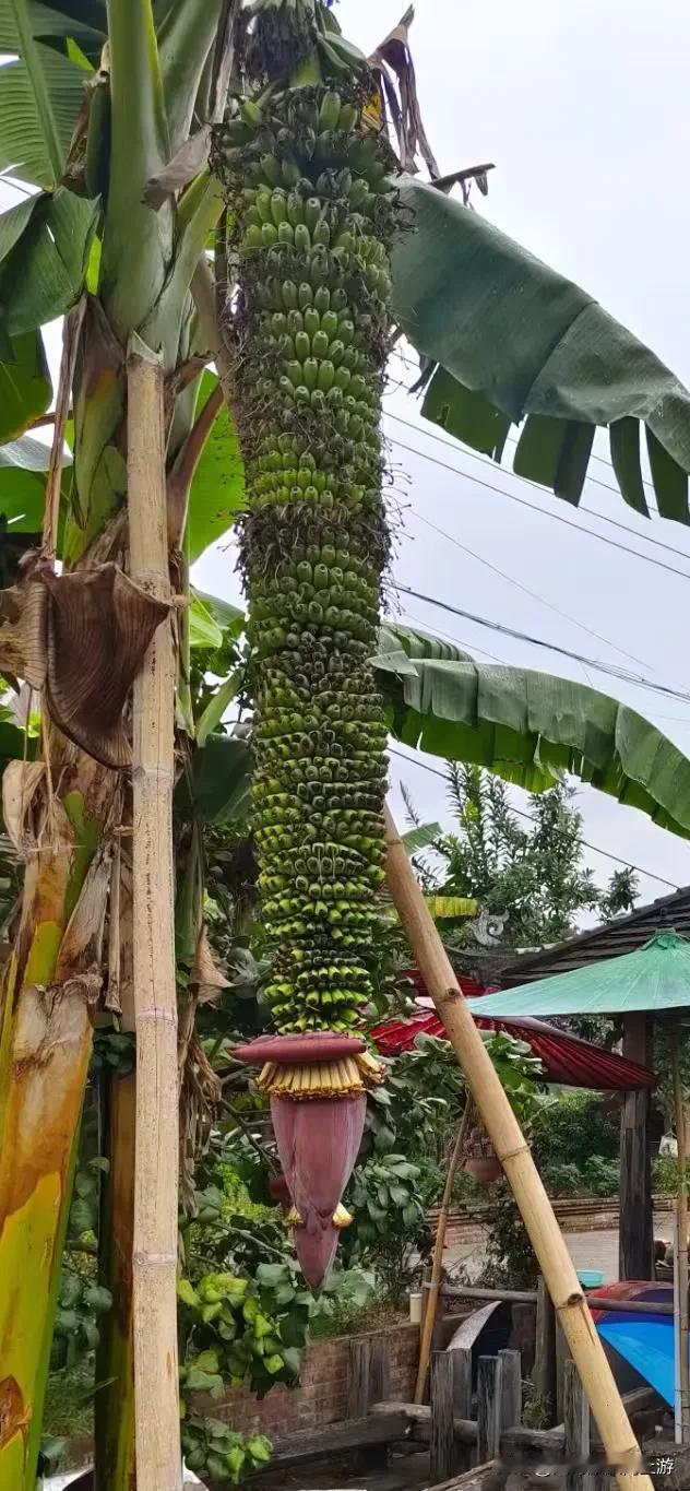 超长蕉蕾，能掂地哦