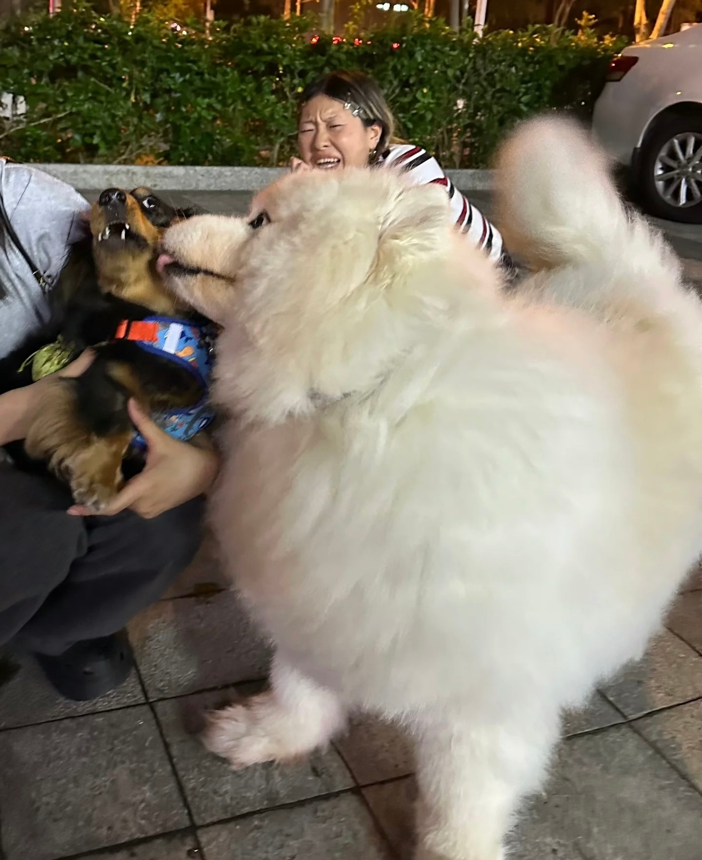 萨摩耶：这是什么？小腊肠！舔一下 