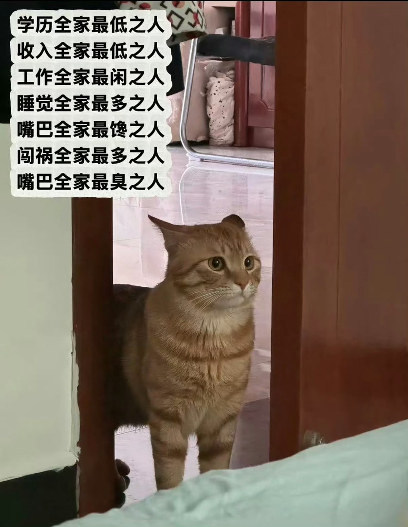 多亏了有咪咪兜底不然这些称号都是自己的了人类压力一只小猫咪爆笑段子研究所