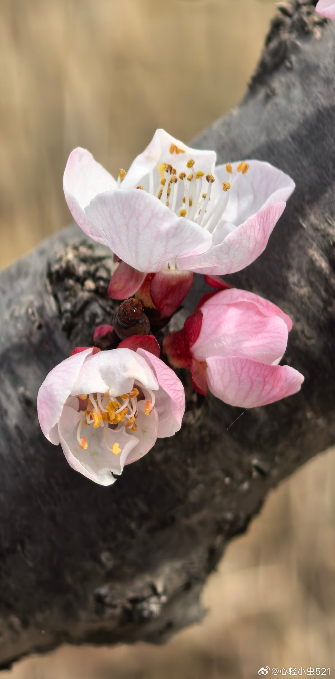 我的春天（汾河小镇） 