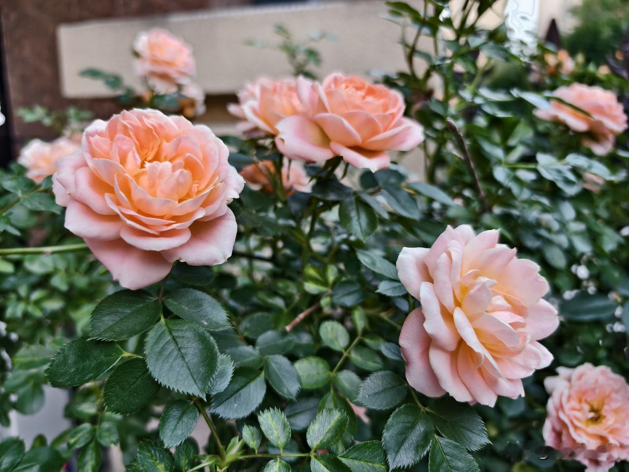 二十天前，表妹和别人一起去采茶，今天回来了，都快让人认不出来了。

表妹很能干，