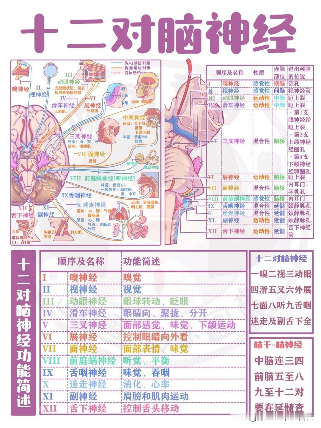 手绘笔记|十二对脑神经解析[附记忆口诀]