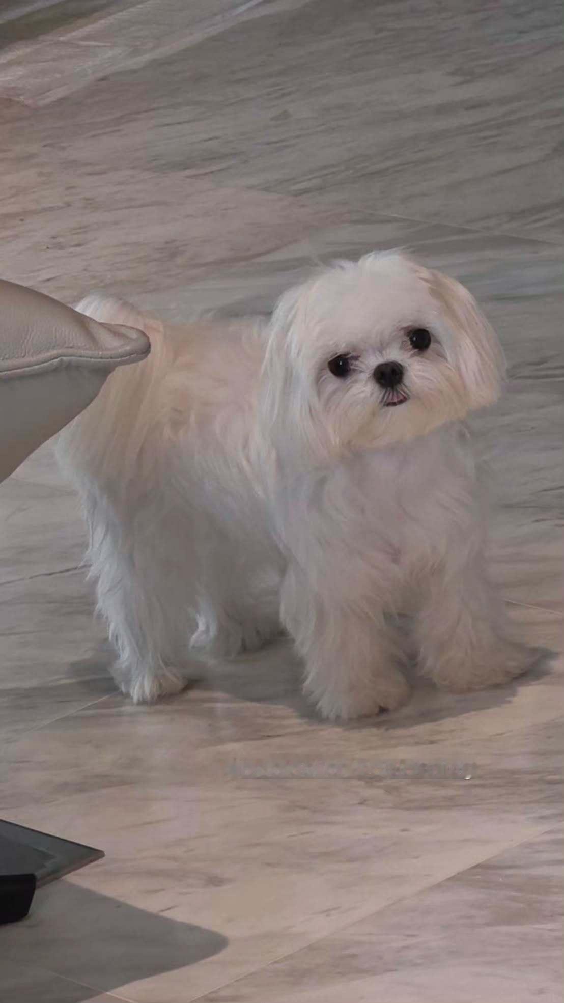 EnjoyJune🐈⬛🐶enjoyjune 朵拉darling 