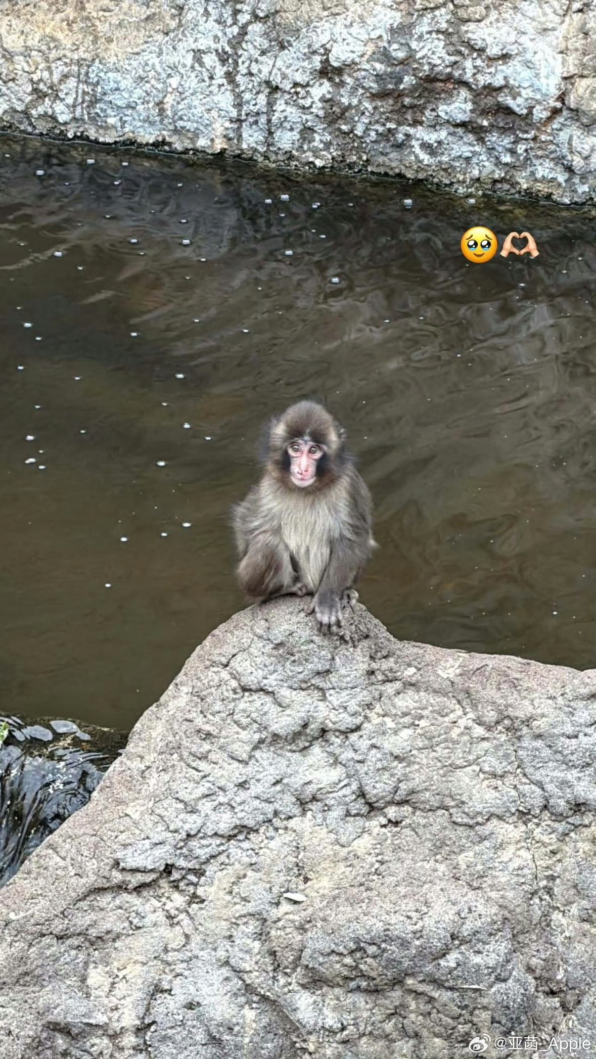 Lisa探望猴子PUNCHLisa居然去市川动物园探望 Punch-kun 她还