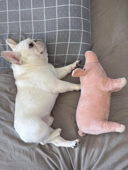 法斗和小猪的区别是？？？