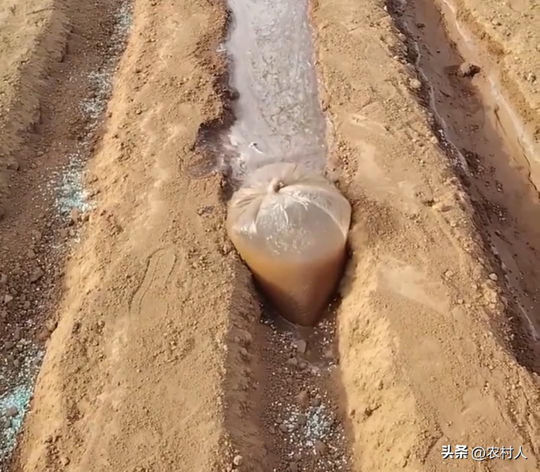 劳动人民智慧多，一个水袋让浇地效果大大提高。你们懂这是什么原理吗？
