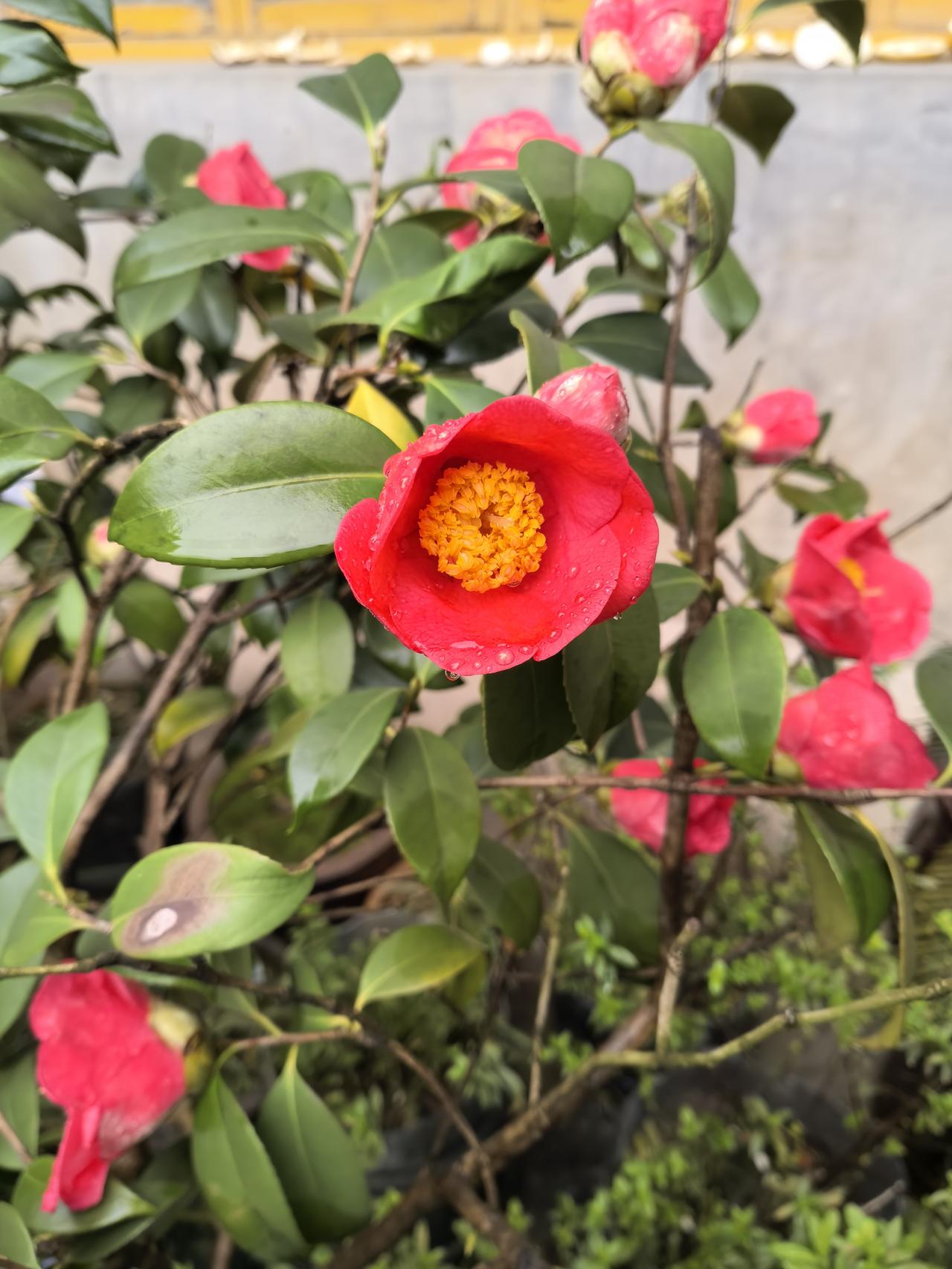 山
雨润红山茶，娇粉缀枝桠。
一丛热烈，一丛温婉，
把春日的温柔与热烈，都藏进了