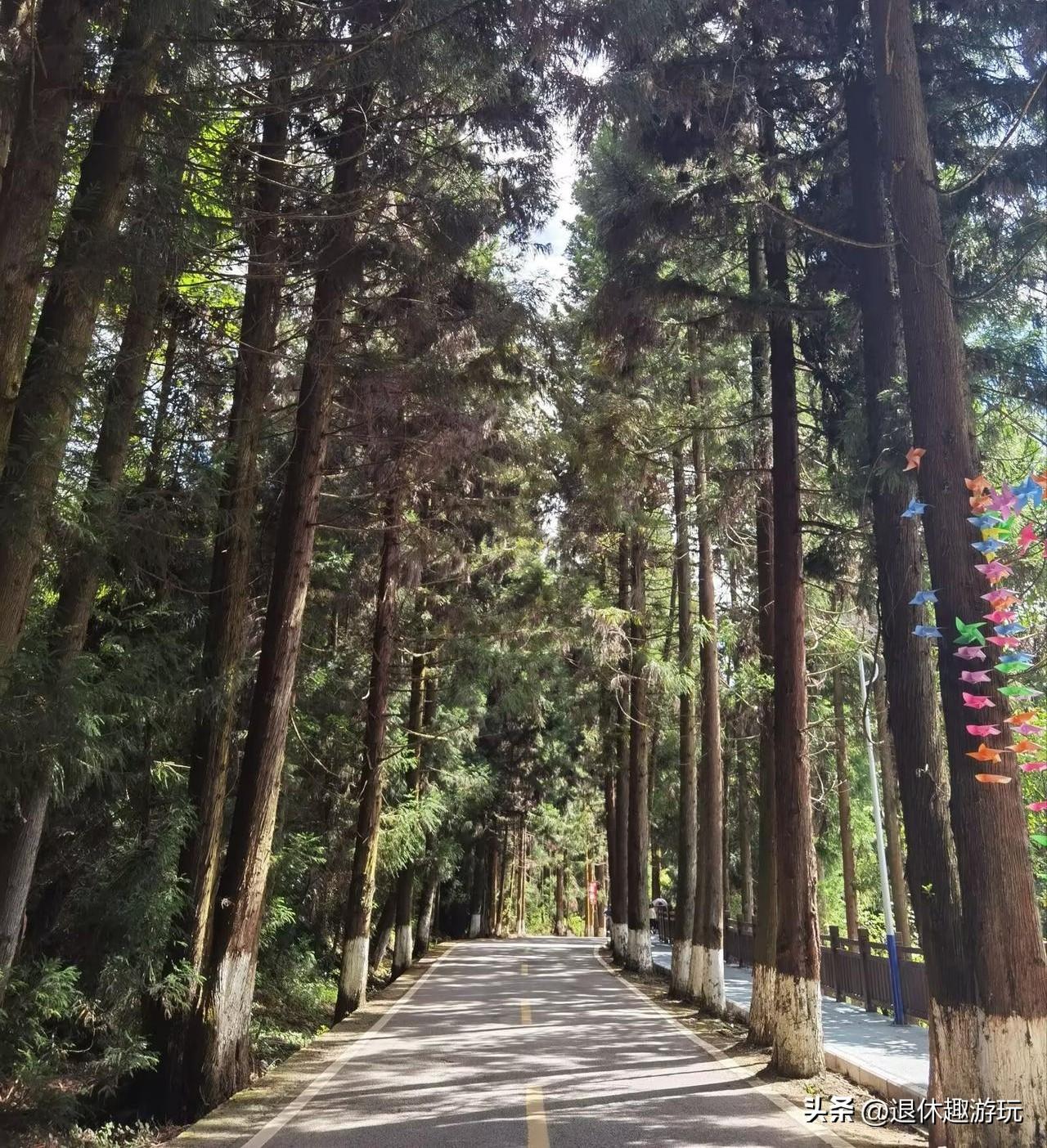 在黄水避暑，每天在森林步道里走一走，呼吸平时少有的新鲜空气，心旷神怡！重庆黄水旅