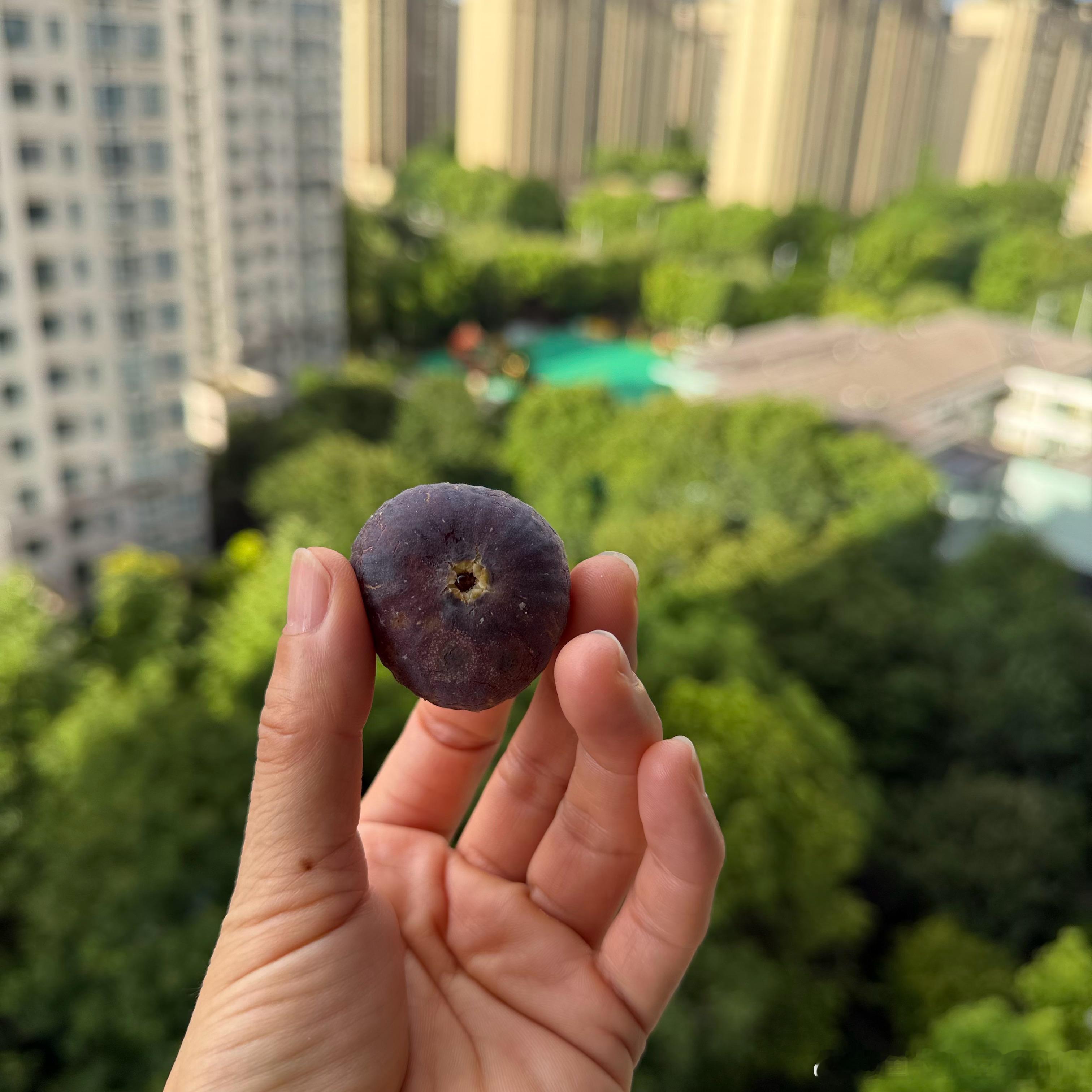 第五颗无花果格莱斯忍了两天到完美成熟果然最好的需要等待那就用Arabia樱桃杯硕