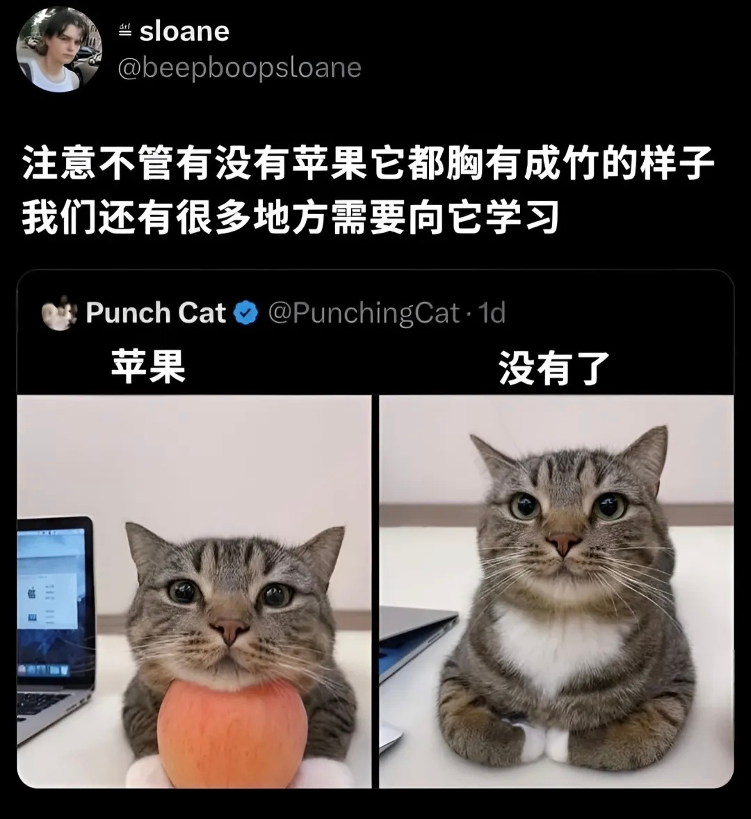 《苹果垫脑》猫meme  /今日memes ​​​