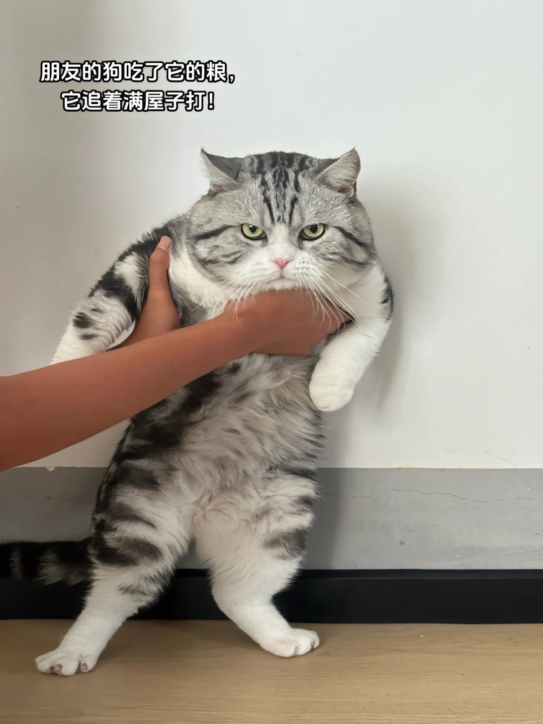 终于拉住了！第一次拉架，没什么经验#美短 # ​​​