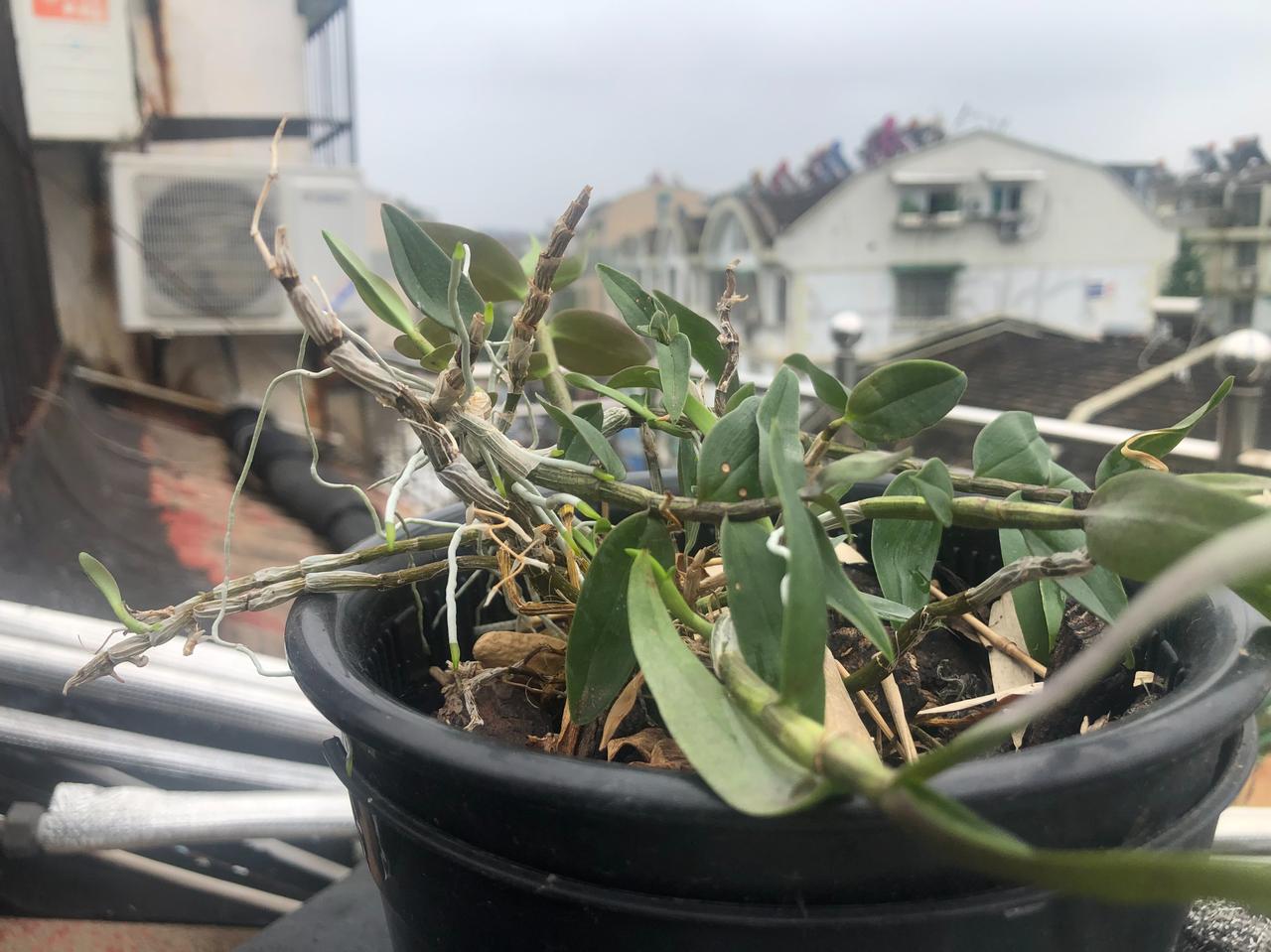 #宝藏兴趣攻略#
养护各种植物，太有意思了
你喜欢吗？

种植草药在阳台上是一种