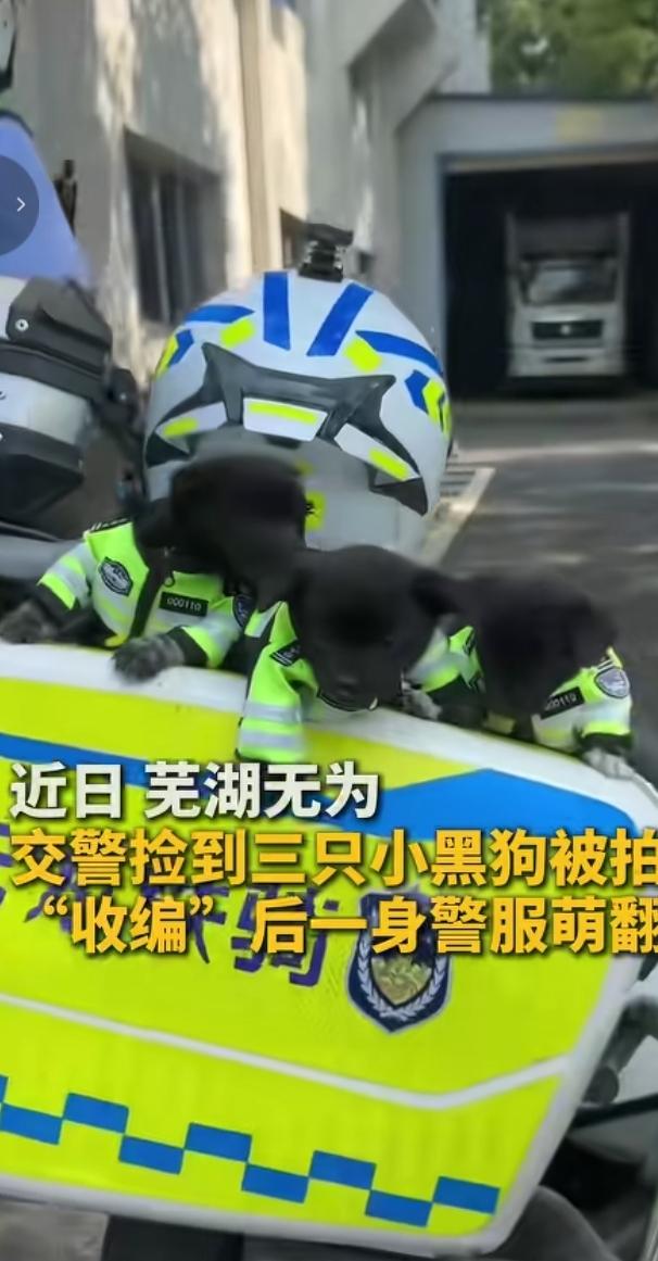 安徽芜湖无为，交警在路上捡到三只小黑狗，直接原地“收编”！还给小家伙们安排上迷你