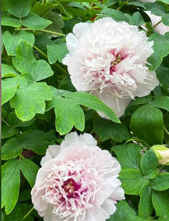 洛阳国花园银丝贯顶牡丹真的绝了，花瓣温润如玉，花蕊银白丝缕分明，不愧是牡丹中的稀