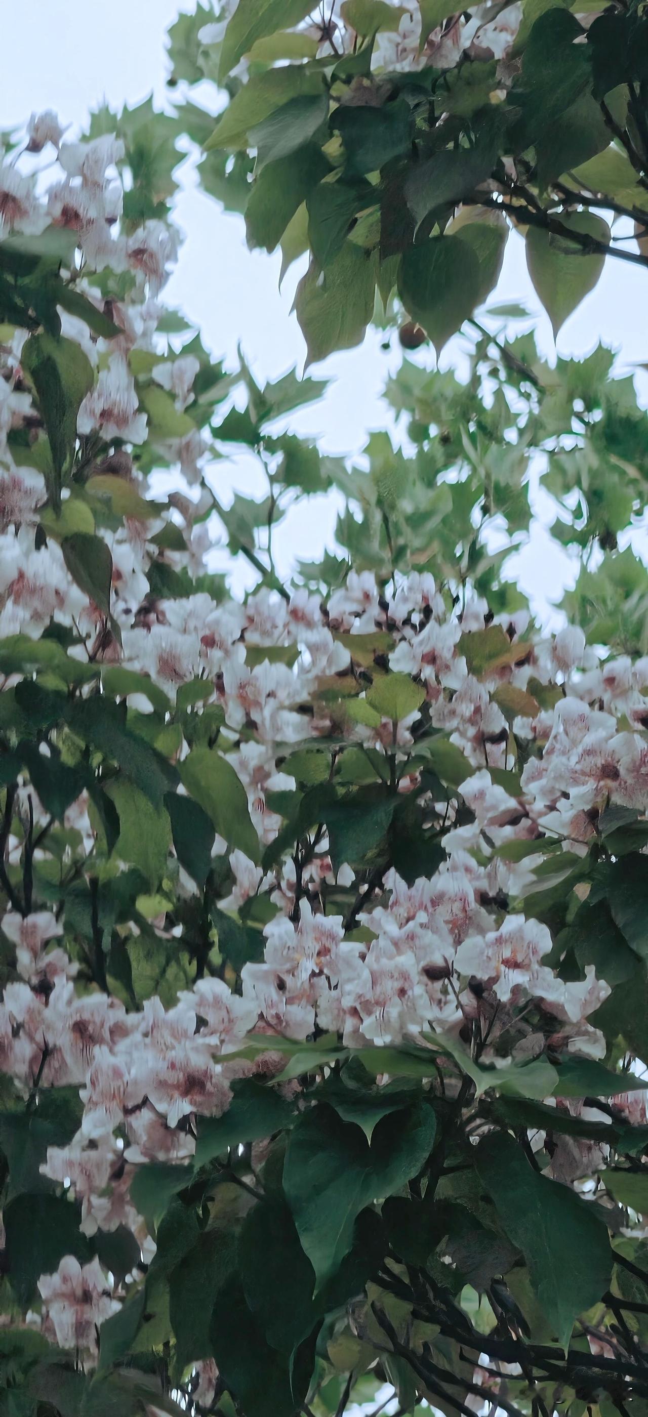 晚春与夏初的楸树盛开鲜花