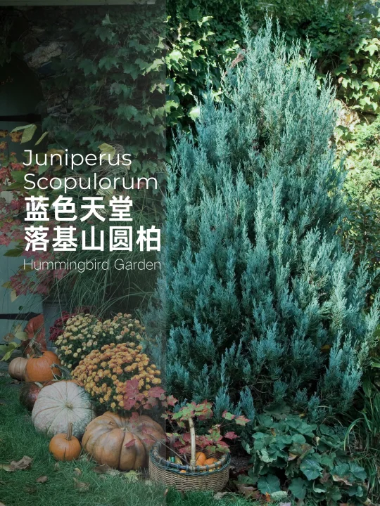 四季灰蓝色耐热耐寒耐旱-蓝色天堂落基圆柏