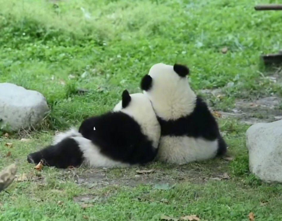 大熊猫麒麟＆甜可，兄妹俩小背影，岁月静好。🐼 