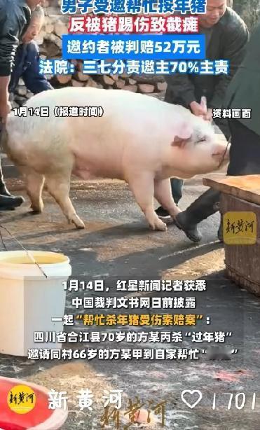 呆呆家引起按猪热潮，安全不容忽视！66岁男子帮忙按年猪被踢至截瘫，邀约者判赔52