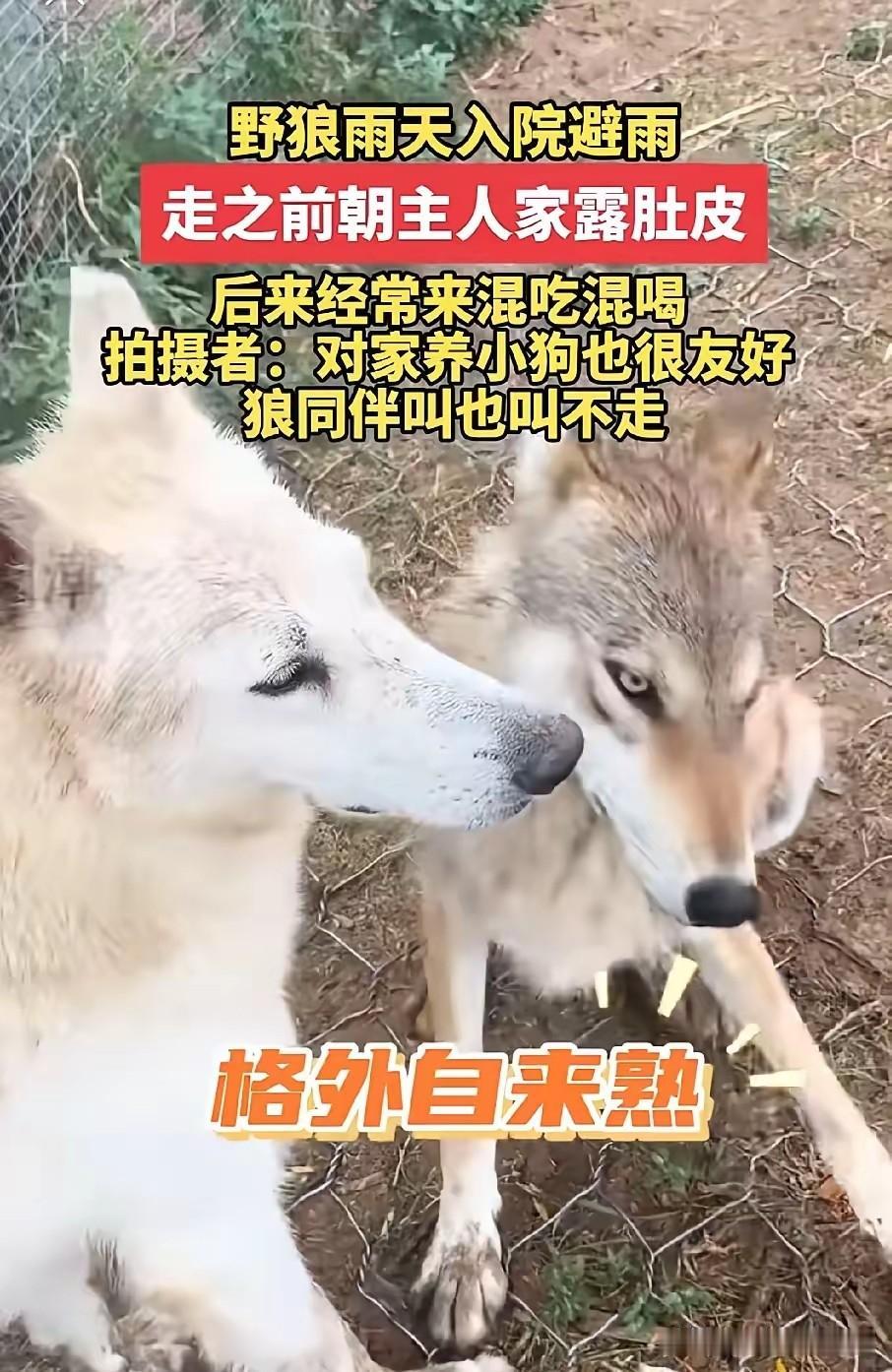 笑不活了！内蒙古，一只野狼下雨天跑进一户人家院子躲雨，谁知临走还对着人翻肚皮示好