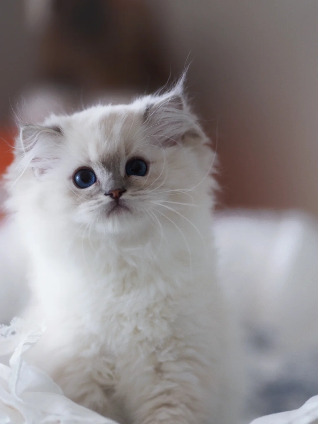 KERR布偶猫｜蓝山手套妹妹新家波兰🇵🇱