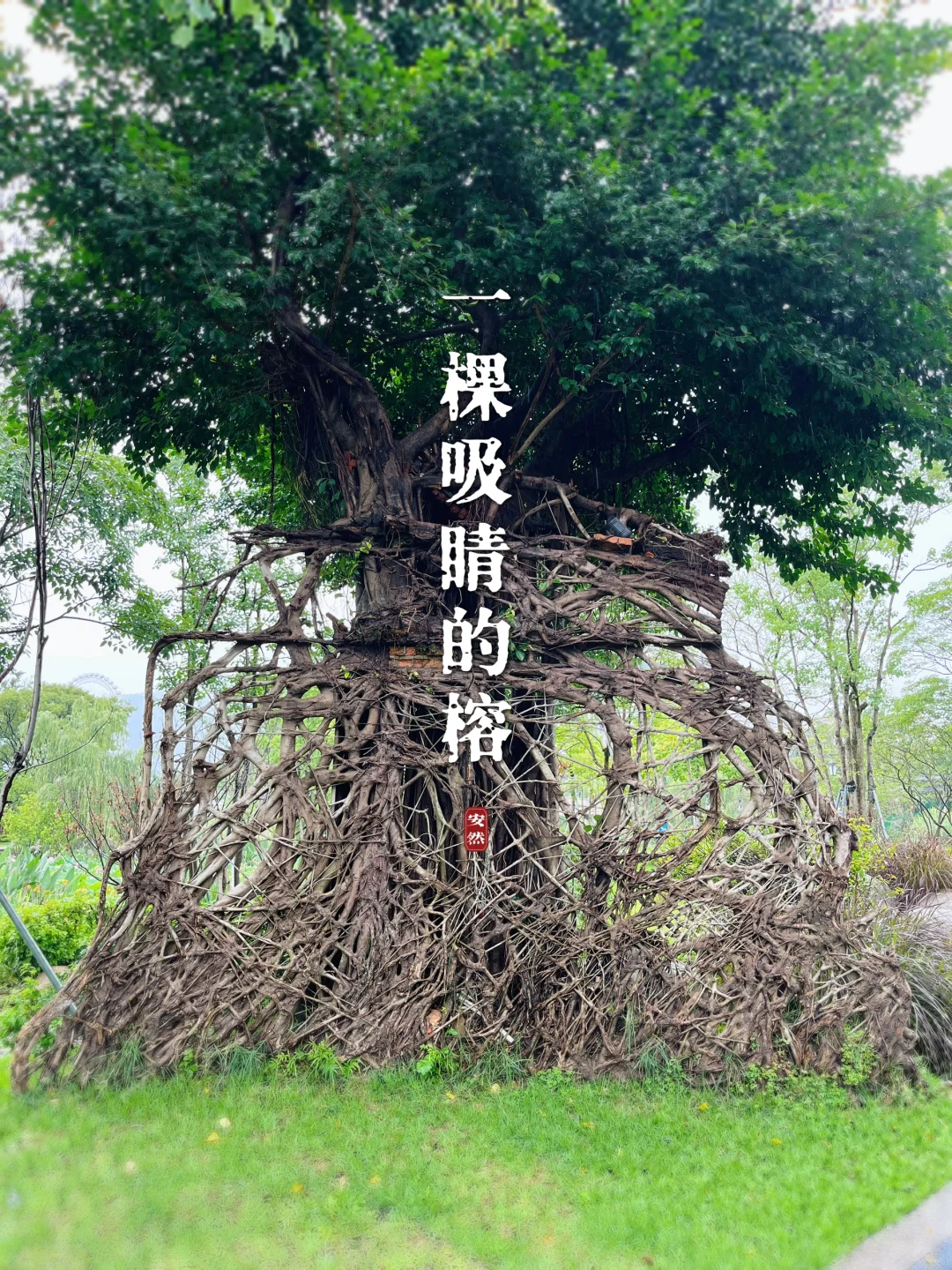 福州植物美图｜一棵吸睛的榕树